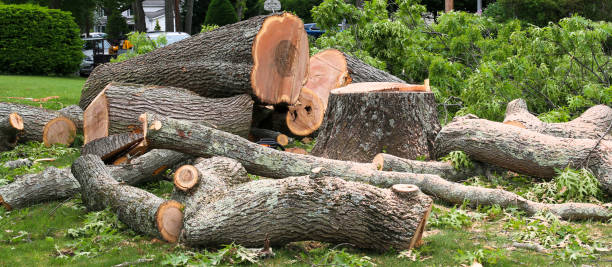 How Our Tree Care Process Works  in  Dane, WI